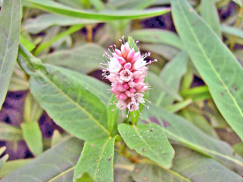 Wasserknöterich - Polygonum amphibium